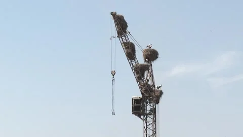 The stork is standing in its nest 5 Stock Footage 311767103