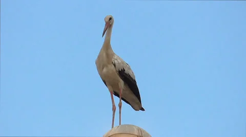 Stork standing on the lantern Stock Footage 39761273