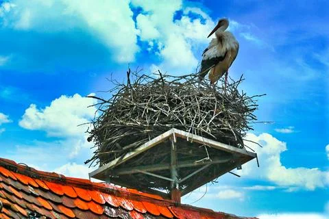 Stork standing on a large nest on a rooftop under a bright blue sky Stock Photos