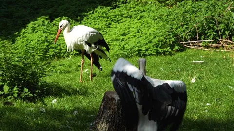 A Stork standing on a meadow Stock-Footage 259970537