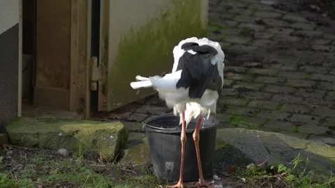 Stork standing on a meadow Stock Footage 292361552