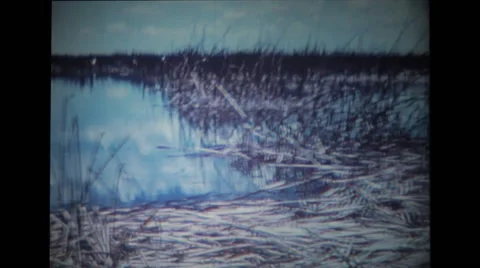 Stork standing near the pond Stock Footage