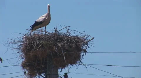 Stork standing in the nest 1 Stock Footage 11495344