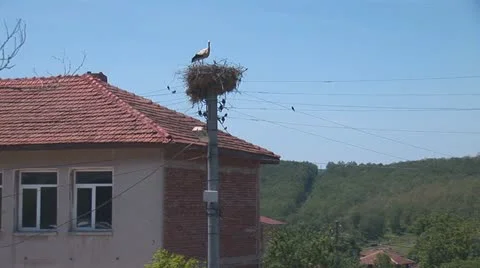 Stork standing in the nest 2 Stock Footage 11495338