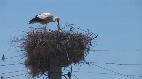 Stork standing in the nest 3 Stock Footage 11495348