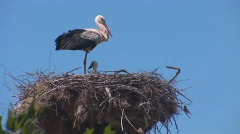 Stork standing in the nest 5 Stock Footage 11495339