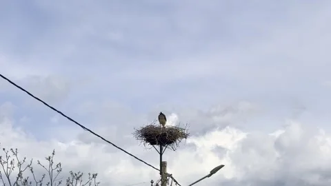 Stork Standing on Nest Against Dramatic Cloudy Sky Stock Footage 335215197