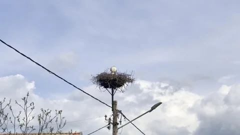 Stork Standing on Nest Against Dramatic Cloudy Sky Video stock 335215221