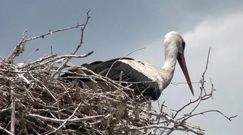 A stork standing in the nest Stockbeeldmateriaal 35252672