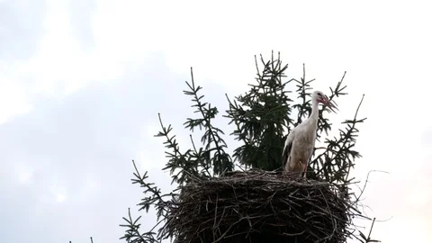 Stork standing in the nest. Stock Footage 117437977