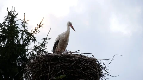 Stork standing in the nest. Stock Footage 117437984