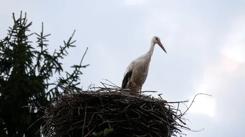 Stork standing in the nest. Stock Footage 117719756