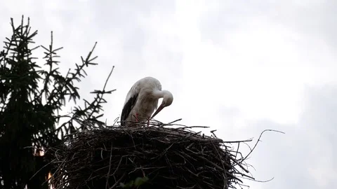 Stork standing in the nest. Stock Footage 119370344