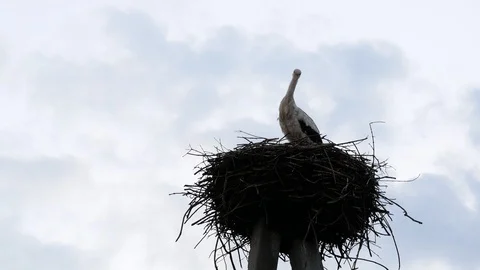 Stork standing in the nest. Stock Footage 122763134