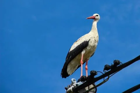 Stork standing Stock Photos