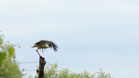 Stork is standing on a pillar and fly away. Stock Footage 141500911