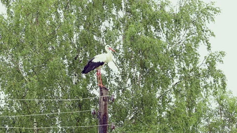 Stork is standing on a pillar. Stock Footage 141500087