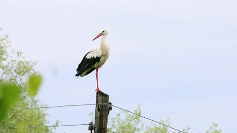 Stork is standing on a pillar. Stock Footage 141500270