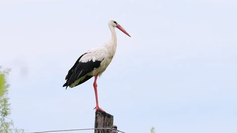Stork is standing on a pillar Stock Footage 141500300