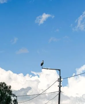 Stork standing on a pole with clouds in the background Stock-Fotos