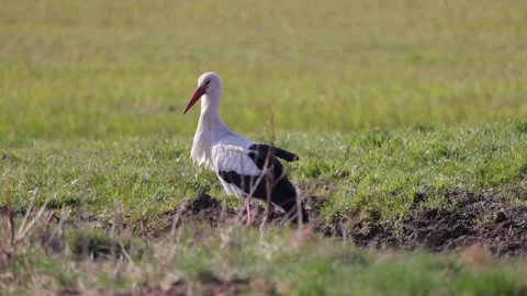 Stork is standing in a spring meadow, 4K slomo Stock Footage 176228054