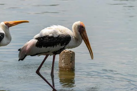 Stork standing in tranquil waters with second stork gracefully wading in th.. Stock Photos