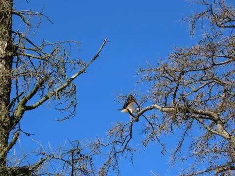 Stork standing on tree Stock Photos