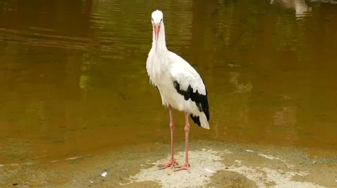 Stork Standing on the Water Stockbeeldmateriaal 56593802