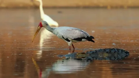 Stork Standing in Water at Sunset Stock Footage 321840681