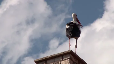 Stork stands on chimney while clouds moving Video stock 64820735