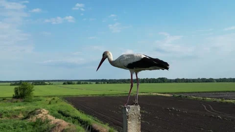 A stork stands gracefully on a weathered post, surveying green fields under a Stock Footage 285268948