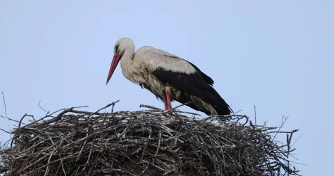 A stork stands on the nest, close, 4K slomo Stock Footage 169483575