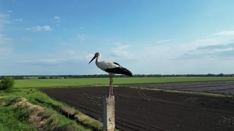 A stork stands tall on a post, surveying the expansive green fields and freshly Stock Footage 296774413