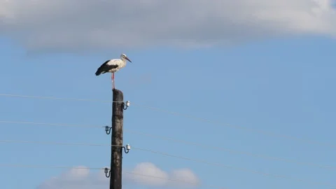 Stork-stands-at-the-top-of-a-pole 動画素材 141573136