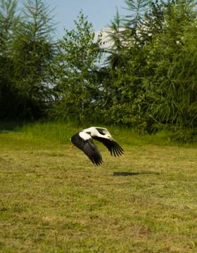 Stork starting flight Stock Photos