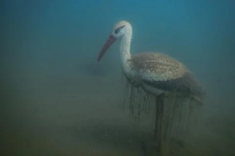 Stork statue on the ground from a lake while diving Stock Photos