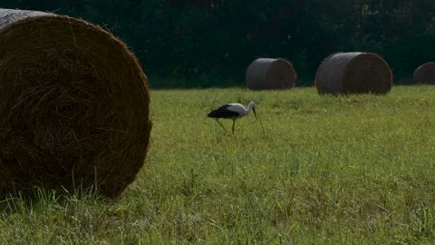 A stork steps out from behind a haystack and walks across a field Stock Footage 315595319