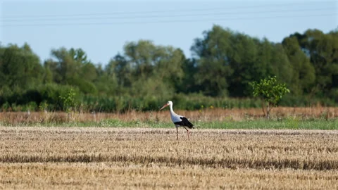 The stork strolls gracefully across the field. Stock-Footage 346721023