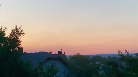 Stork at sunset Stock Footage 137250176