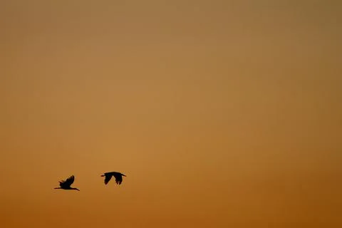 Stork sunset. Stock Photos
