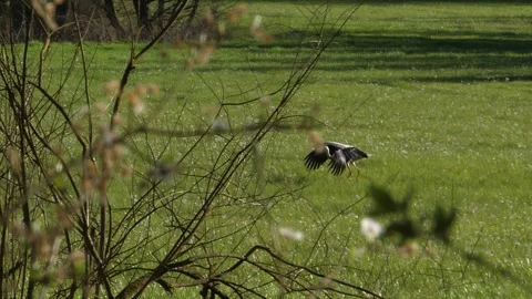 Stork Takes Flight in Slow Motion Over Green Field 库存影片 332314625