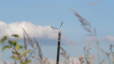 Stork-takes-off-from-a-pole 動画素材 141573218