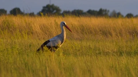 Stork takes a sunbath on sunset Stock Footage 77531569