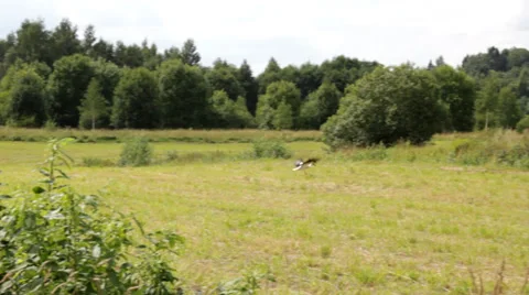 Stork taking off on a glade Stock Footage 35257706