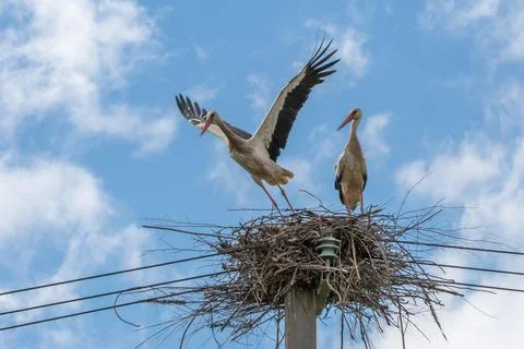 Stork taking off from nest Foto stock