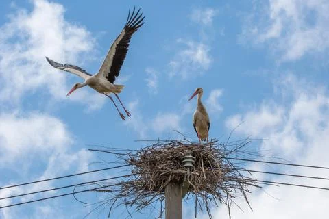 Stork taking off from nest Stock Photos