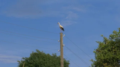 Stork on th electric poll Stock Footage 93174085