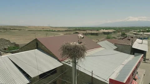 Stork with three storks standing in a large nest of branches. Shahumyan, Armenia Stock Footage 252934805