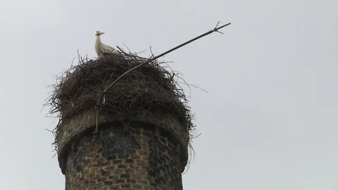 STORK AT THE TOP OF A TOWER Stock Footage 93553582