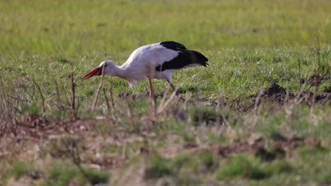 Stork tossing a worm, close-up, 4K slomo Stock Footage 176229477